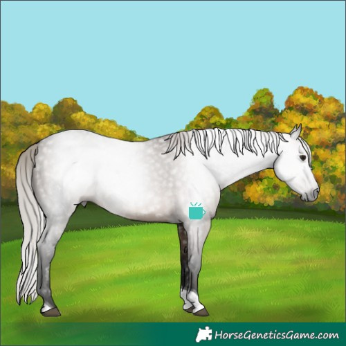 Horse Color:Gray Silver Brown Dun Tobiano Rabicano 