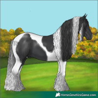 Horse Color:Black Tobiano 