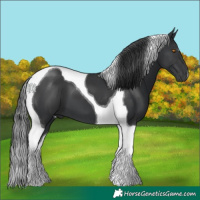 Horse Color:Black Tobiano 