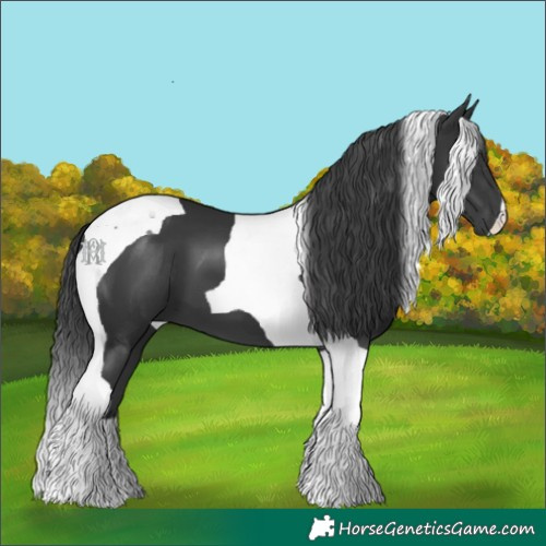 Horse Color:Black Tobiano 