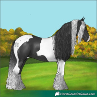 Horse Color:Black Tobiano 