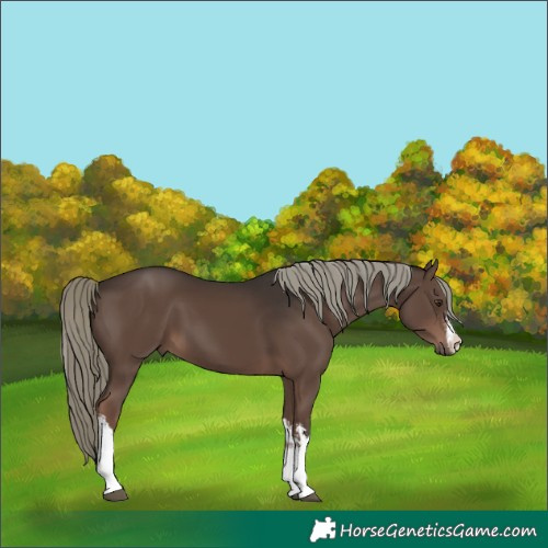 Horse Color:White Spotted Liver Chestnut Mushroom 