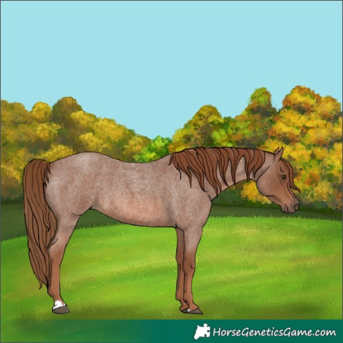 Horse Color:Red Roan 