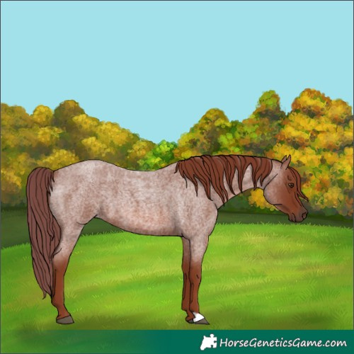 Horse Color:Red Roan 