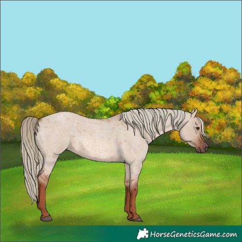 Horse Color:Red Dun Roan Mushroom