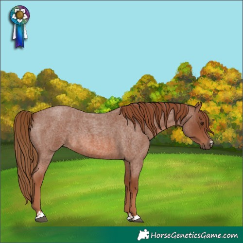 Horse Color:Red Roan 