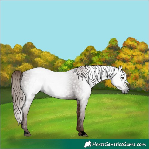 Horse Color:Gray Void Red Roan 
