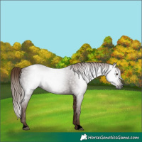 Horse Color:Gray Void Red Roan 