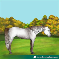 Horse Color:Gray Void Red Roan 