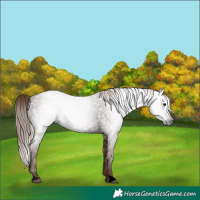 Horse Color:Gray Void Red Roan 
