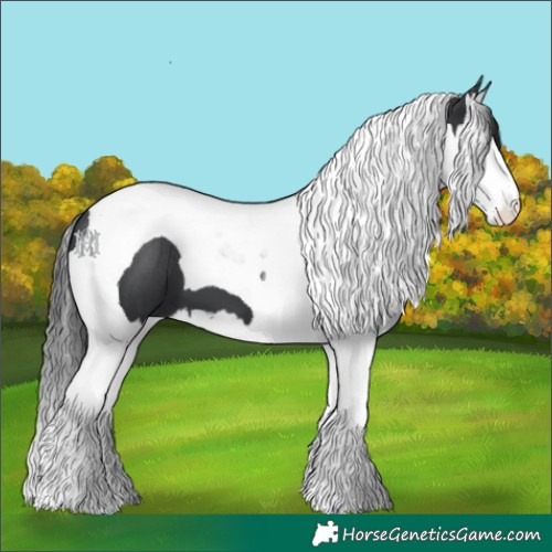 Horse Color:Black Splash Tobiano 