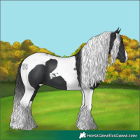 Horse Color:Black Tobiano