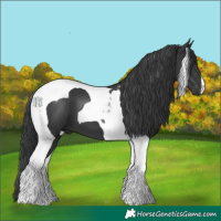 Horse Color:Black Tobiano 
