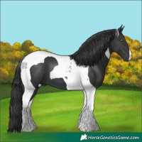 Horse Color:Black Tobiano 
