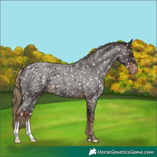 Horse Color:Liver Red Roan Appaloosa 