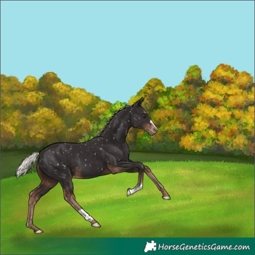 Horse Color:Liver Chestnut Mushroom Appaloosa 