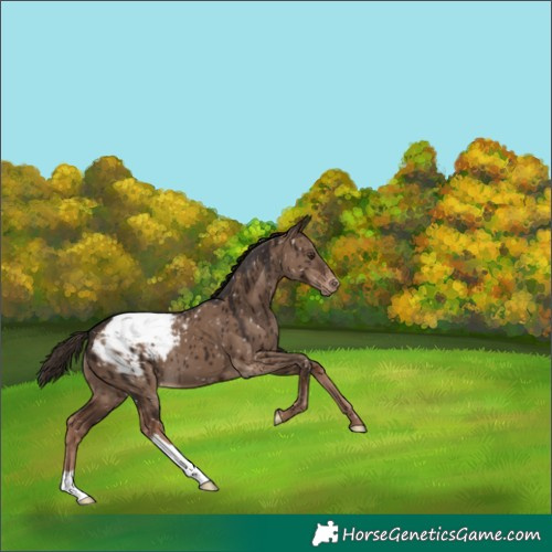 Horse Color:Liver Red Dun Snowcap Brindle 