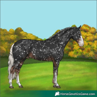 Horse Color:Liver Chestnut Mushroom Sabino Appaloosa 