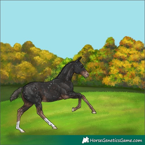 Horse Color:Liver Chestnut Mushroom Appaloosa 