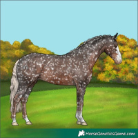 Horse Color:Liver Chestnut Mushroom Appaloosa Rabicano 
