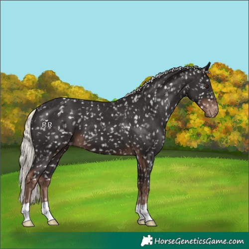 Horse Color:Liver Chestnut Mushroom Appaloosa 