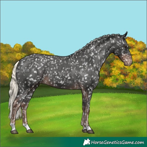 Horse Color:Liver Chestnut Mushroom Appaloosa 