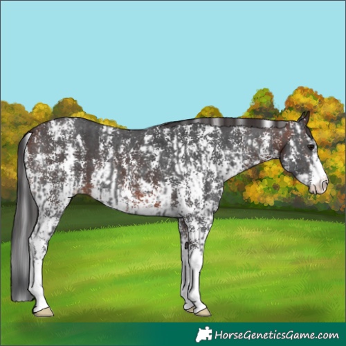 Horse Color:Black Sabino  and Brown Sabino Splash 