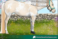 Horse Color:White Spotted Smoky Grullo Pearl