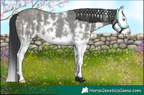 Horse Color:Grullo Sabino Splash 