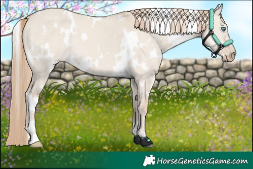 Horse Color:White Spotted Smoky Creme Dun 