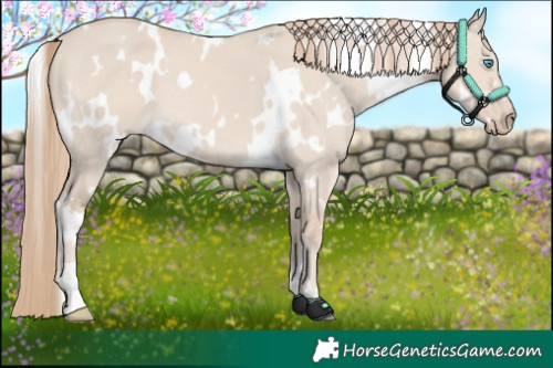 Horse Color:White Spotted Smoky Creme Dun 