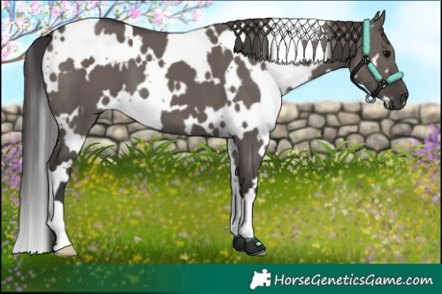 Horse Color:White Spotted Smoky Grullo