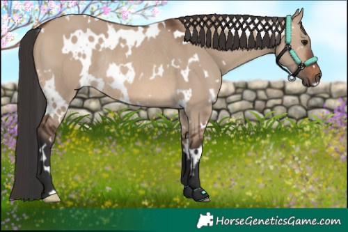 Horse Color:White Spotted Brown Dun Rabicano 