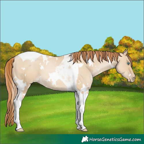 Horse Color:White Spotted Smoky Grullo Pearl Tobiano 