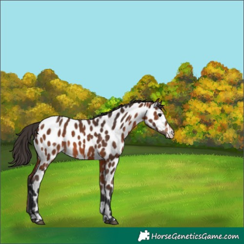 Horse Color:Bay Appaloosa 