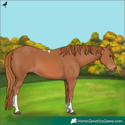 Horse Color:Chestnut Tobiano