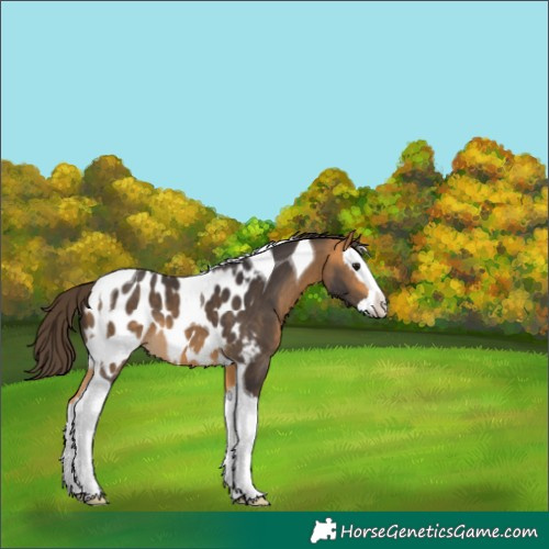 Horse Color:Buckskin Splash Tobiano Appaloosa 