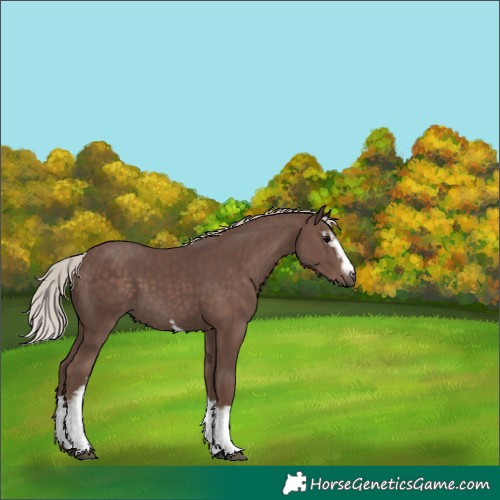Horse Color:White Spotted Silver Black Tobiano 
