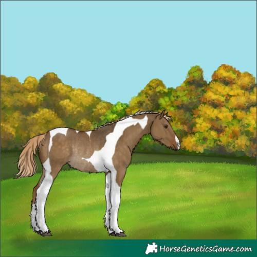 Horse Color:Chocolate Palomino Dun Tobiano Rabicano 