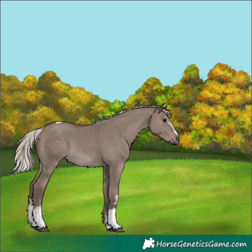 Horse Color:White Spotted Silver Grullo Tobiano 