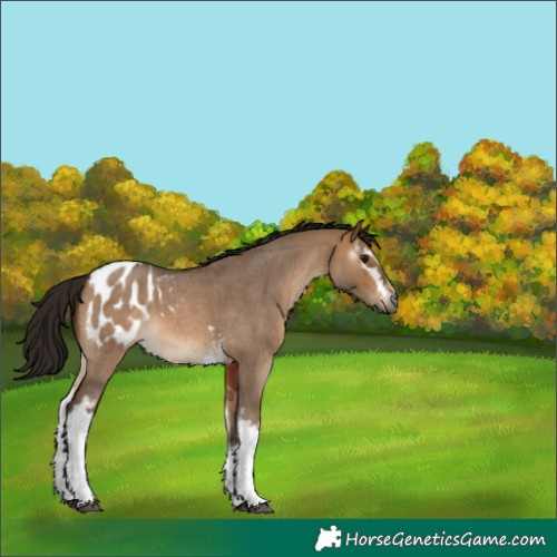 Horse Color:Gray White Spotted Bay Roan Dun Appaloosa 