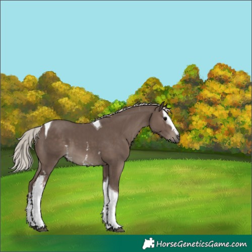Horse Color:White Spotted Silver Black Tobiano 