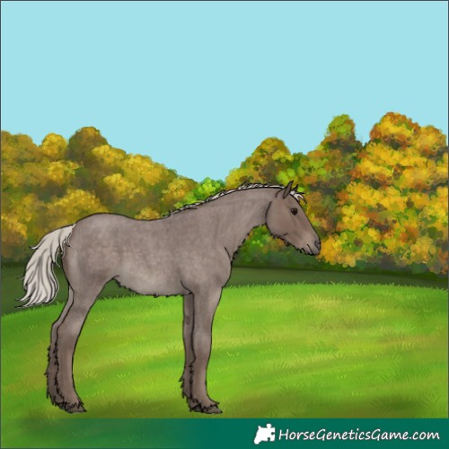 Horse Color:Silver Blue Roan 