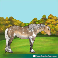 Horse Color:White Spotted Silver Buckskin Dun 