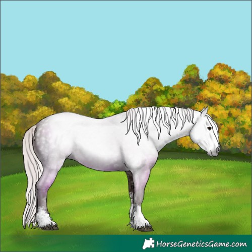 Horse Color:Gray Silver Black Sabino