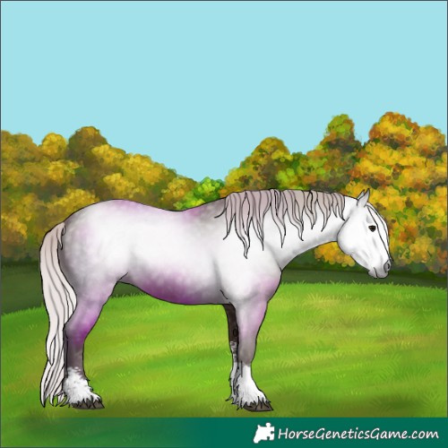 Horse Color:Gray Silver Black Sabino