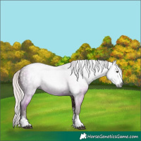 Horse Color:Gray Silver Black Sabino 
