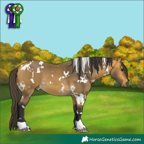 Horse Color:White Spotted Buckskin 