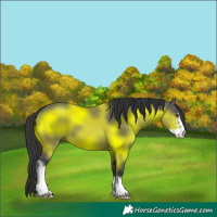 Horse Color:Grullo Sabino 