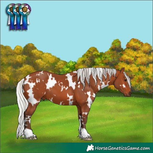 Horse Color:White Spotted Silver Bay 